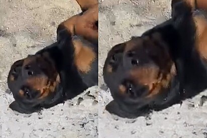 Homem pega Rottweiler para vigiar obra, mas descobre que plano saiu diferente do esperado.