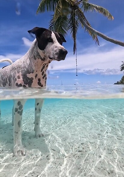 Lili adora nadar no lago perto da sua casa.