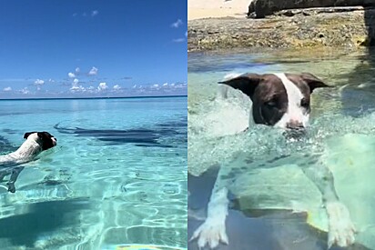 Cachorro fica cara a cara com tubarão e internet não consegue acreditar no que acontece a seguir.