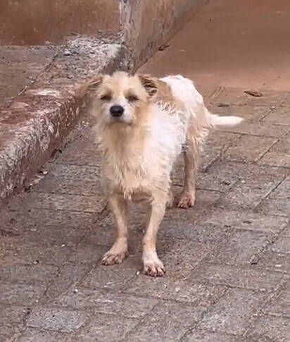 Maria Flor havia sido abandonada na rua onde Carol morava com sua família em Maringá, Paraná.