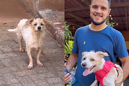 Como está marido que disse que esposa poderia resgatar cachorrinha, mas teria que doar logo depois.