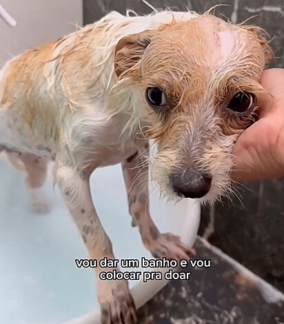 A princípio, Carol seria apenas um lar temporário para a pet.