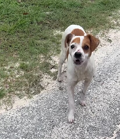 Garbonzo Bean estava nas ruas. 