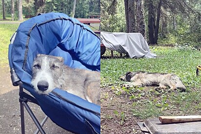 Férias de família se torna uma das melhores após acordarem em acampamento com dois cães extras