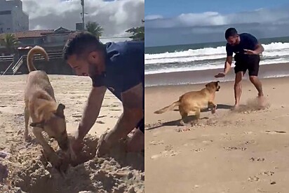 O cão passou dos limites mas divertiu o dia de todos.