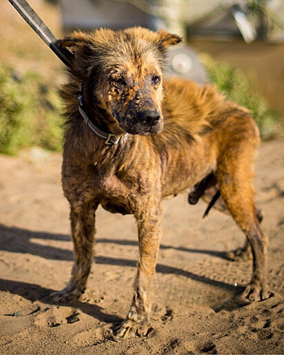 Simba foi resgatado sozinho, com problemas de saúde e claramente havia sido abusado por humanos.