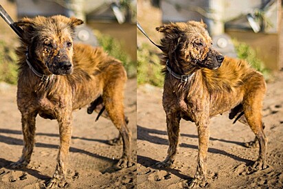 Todos pensaram que cão resgatado em péssimo estado era um coiote, mas a surpresa veio após receber amor.