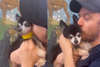 Dono leva cachorro idoso ao veterinário e descobre algo que nunca esperava.