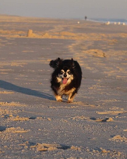 Sparky é muito amado por sua família.