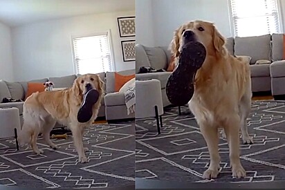 Câmera captura momento que golden retriever percebe que seu programa favorito começou na TV.