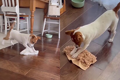 Cão jack russel apaixonado por limpar o chão arranca suspiros de donas de casa: Queria lá em casa