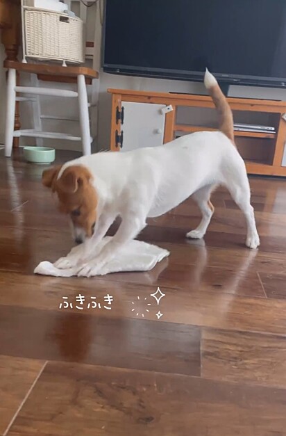 A cachorrinha Uta, da raça jack russel, se diverte limpando o piso.