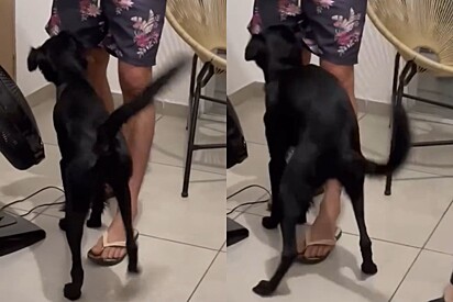 Tutora pede para cachorrinha dançar funk e pet imediatamente atende o pedido.