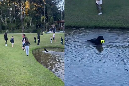 Cachorro causa confusão em parque após pegar bola de crianças e driblar todas elas.