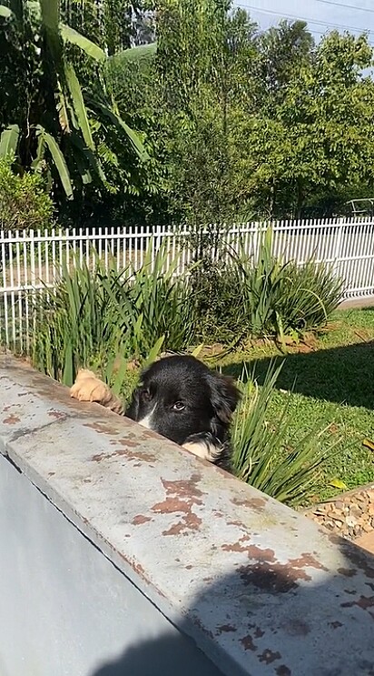 Melado é um doce border collie, que vive em Santa Catarina.