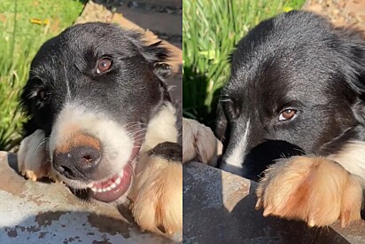 Mulher mostra quem é seu vizinho lindo que a espera todos os dias