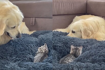 Golden retriever fica indignado ao ver gato em sua cama; o que acontece a seguir só podia ser coisa de golden retriever