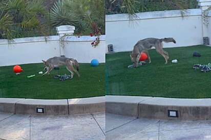 Coiote é flagrado invadindo pátio para brincar com brinquedos dos cachorros da casa