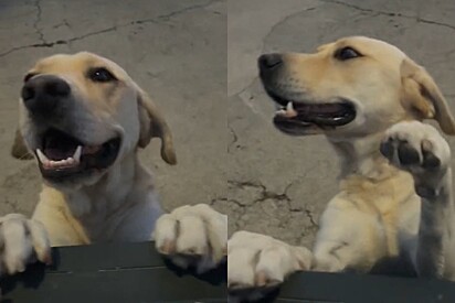 Cachorrinho que fica envergonhado ao receber elogios encanta internautas.