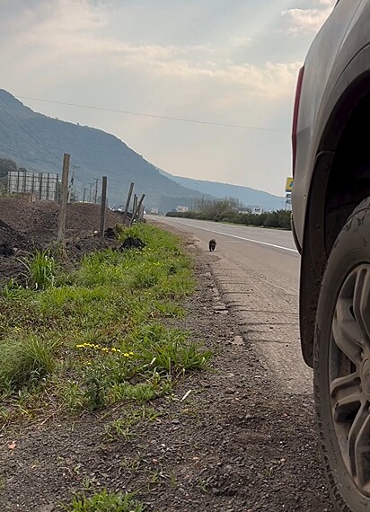 Paola Saldivia avistou uma pequena bola de pelos à beira da estrada.