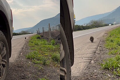 Pequena bola de pelos é vista correndo perido em rodovia - até que anjo aparece na hora certa.