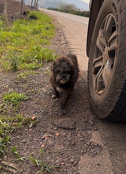 A pet não dificultou o seu resgate.