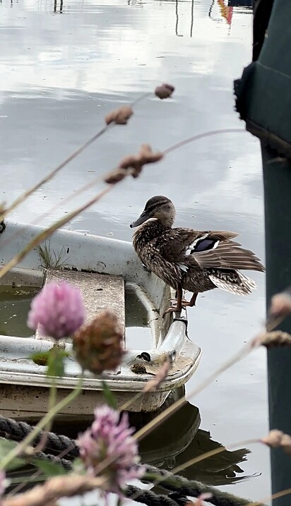 O casal agora observa as famílias de patos na área, imaginando se algum deles são aqueles patinhos.