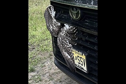 Motorista leva o maior susto ao encontrar um par de asas saindo do carro.