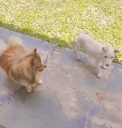 O vira-latinha brincando com o seu irmão canino.