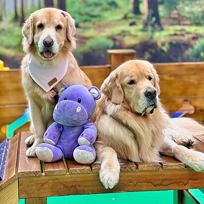 A geração canina Nem-Nem adora ser paparicada pelos tutores.