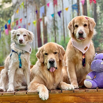 Malu e Lennon, os golden retriever, e ToTó, o vira-latinha.