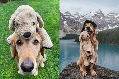 Golden que foi recusado como cão de apoio por ser brincalhão demais é adotado e vive história linda.