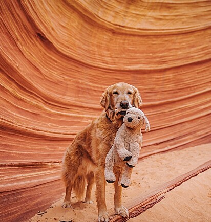 Gumbo já perdeu seu amigo durante uma trilha no Arizona.