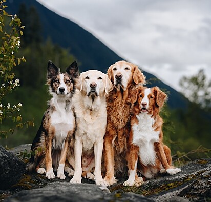 Além de Gumbo, Hana tem outros cães. 