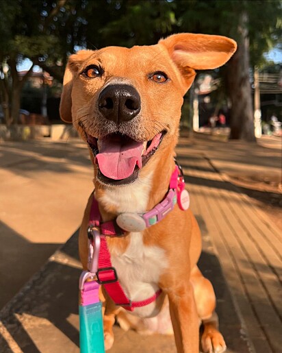 Dedé é uma cachorrinha que ama comer.