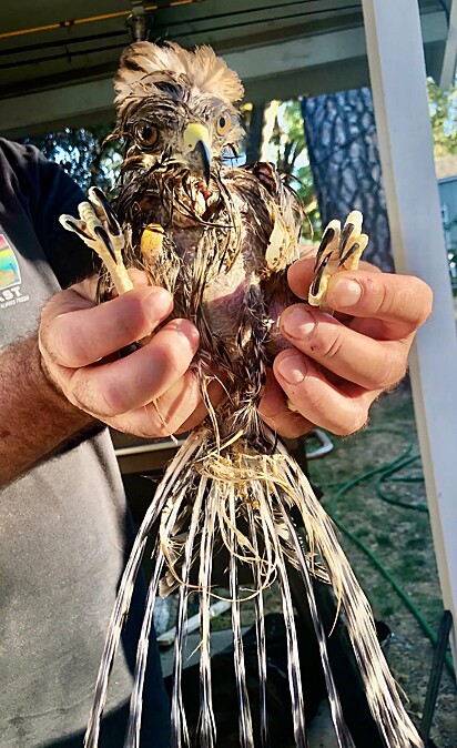 O falcão foi resgatado e levado para o santuário, onde foi seco, alimentado e medicado.