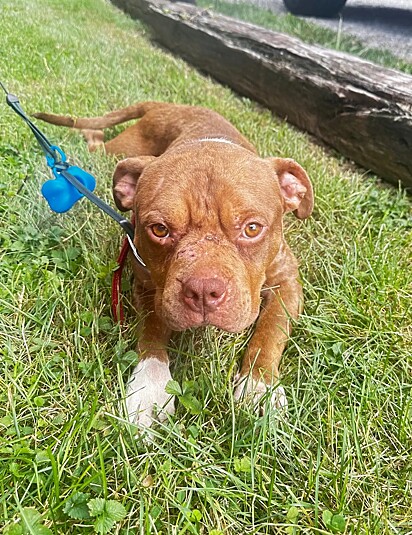 Kassidy M. e seu namorado não sabem como o cão foi parar no quintal de casa.