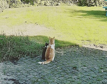 Stavros fez amizade com um gatinho que invadiu o quintal de sua casa.