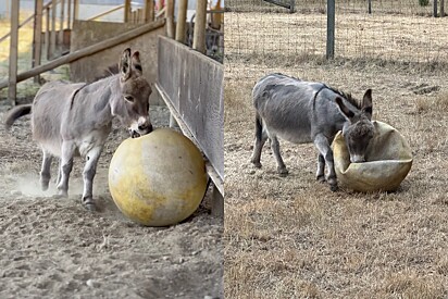 Burro solitário tinha como única companhia uma bola - mas ela murchou e algo mágico aconteceu.