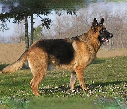 A mãe do cachorro de Harley é da raça pastor alemão. Foto ilustrativa.