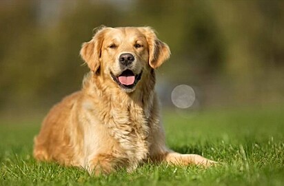 O pai do cachorro de Harley é da raça golden retriever. Foto ilustrativa.