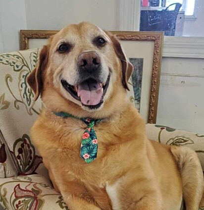 Gunny, um cão mistura de golden retriever com labrador de 8 anos.