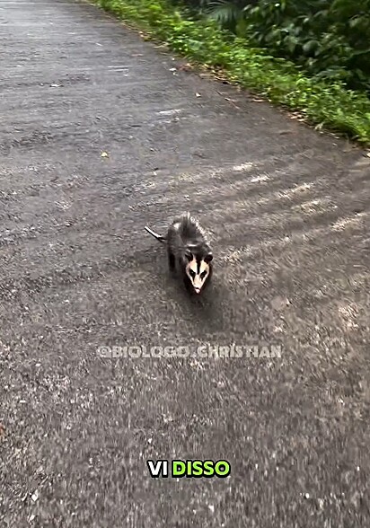 O gambá estava muito irritado.