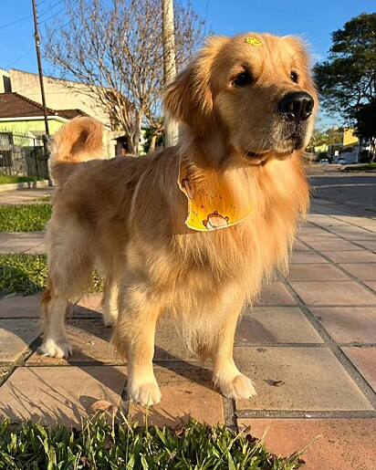 Matteo é um golden retriever muito sentimental.