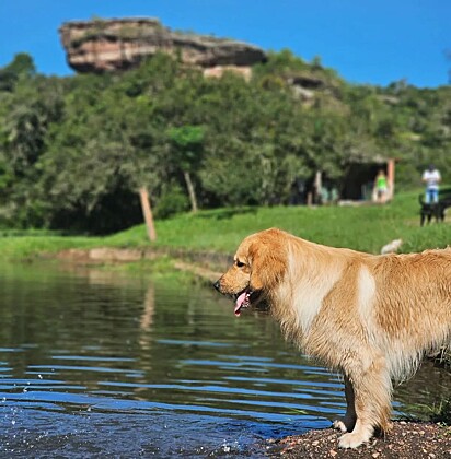 Matteo é um cão cheio de personalidade.