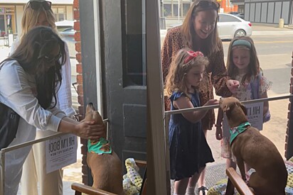 Cachorrinho tripé senta de frente para a calçada com uma linda missão e ganha a melhor placa para ajudá-lo