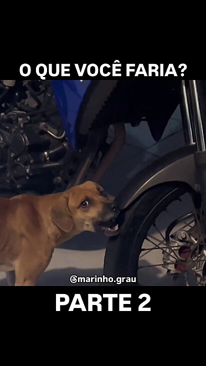 O cachorro não teve como escapar, foi pego no ato.