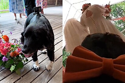 Casal contrata cachorro para filmar seu casamento — e os resultados são simplesmente perfeitos.