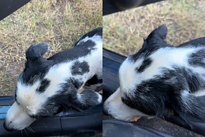 Cachorro aleatório aborda mulher para fazer um pedido simples.