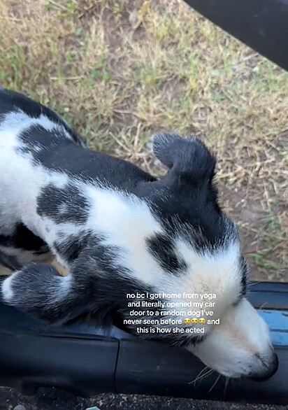 Assim que Violeta Lee abriu a porta do carro, o cachorrinho apareceu.